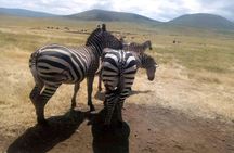 5 Days 4 Night Serengeti National Park 4WD Tour Adventure