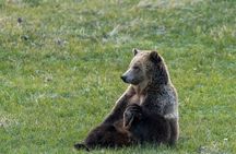 Full Day Guided Wildlife Photography Tour in Yellowstone