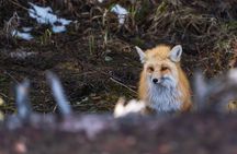 3 Day Guided Wildlife Photography Tour in Yellowstone