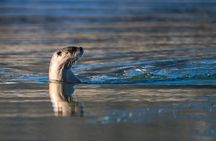 3 Day Guided Wildlife Photography Tour in Yellowstone