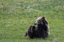 3 Day Guided Wildlife Photography Tour in Yellowstone