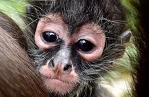 Wildlife rescue & hidden cenote experience