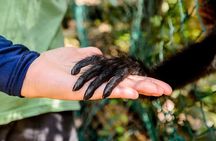 Wildlife rescue & hidden cenote experience