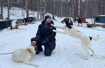 Dog Sled and Snowmobile Combo Experience in Willow Alaska