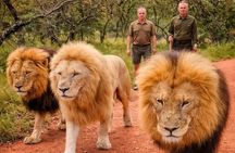 Walk With Lions From Johannesburg