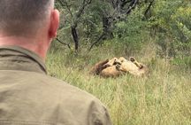 Walk With Lions From Johannesburg