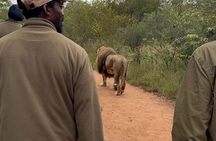 Walk With Lions From Johannesburg