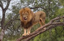 Walk With Lions From Johannesburg
