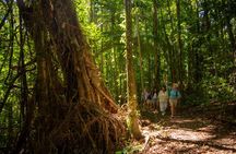 Rainforest to Reef Guided Bushwalk Adventure Airlie Beach