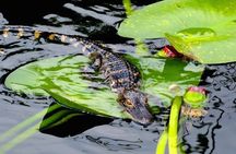 60 Minute Small Group Semi Private Everglades River Of Grass Airboat Charter
