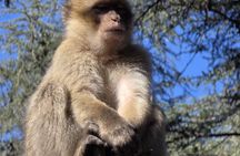 2 Day Private Sahara Adventure from Fez to Merzouga and Back