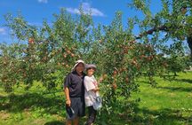 Aomori Customized Private Tour in 1 Day with Licensed Guide