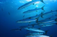 Villasimius Snorkeling Tour in Capo Carbonara
