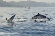 Excursion plus search for dolphins