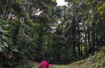 Private Experience of Cocoa Forest Bath Ceremony Therapy