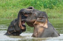 Udawalawe National Park 4 Hours Budget Safari