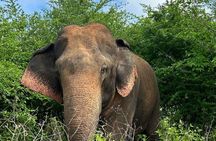 Udawalawe National Park 4 Hours Budget Safari