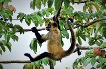 Sloth Watching, Miravalles Volcano, Hot Springs & Hidden Waterfall