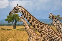 From Zanzibar: 2-Day Selous Safari with Flights & Lodge Stay