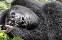 3 Days Gorilla trekking, Equator and Community Tour