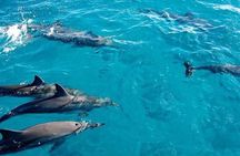 Zanzibar Full-Day Tour: Dolphins, Jozani Forest & Turtle Cave