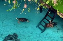 Zanzibar Dolphin Tour Jozani Forest and Salaam Cave with Transfer