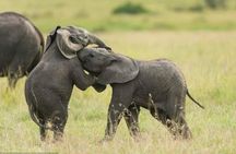 Zanzibar to Mikumi Safari Day Trip with Flight, Lunch & Transfers