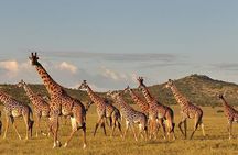 Zanzibar to Mikumi Safari Day Trip with Flight, Lunch & Transfers