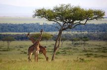 Zanzibar to Mikumi Safari Day Trip with Flight, Lunch & Transfers