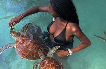 Swimming with Sea Turtles and Jozani Forest in Zanzibar