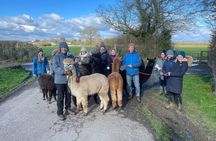 Private 1-Hour Alpaca Walking Experience