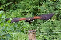 Hawk Walk through the Highland Woodland of Inverness