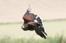 Hawk Walk through the Highland Woodland of Inverness