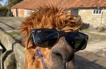 Private 1-Hour Alpaca Walking Experience