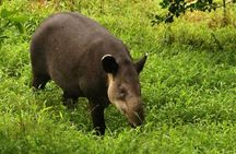 Tapir Valley Nature Reserve Experience Bijagua