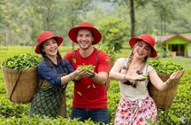 Nuwara Eliya Tea Plucking-Tasting Hidden Waterfalls Experience
