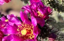 Peaceful Nature Walk & Cactus Tasting: Desert Botanical Garden