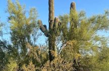 Peaceful Nature Walk & Cactus Tasting: Desert Botanical Garden