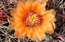 Peaceful Nature Walk & Cactus Tasting: Desert Botanical Garden
