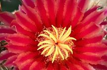 Sonoran Desert Sunset: Guided Nature Walk & Cactus Tasting Tour