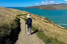 Half-Day Godley Head Coastal Hike from Christchurch