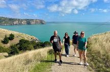 Lyttelton Shore Excursion: Godley Head Coastal Hike with Picnic