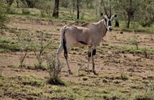 2-Day Awash National Park Safari & Doho from Addis Ababa