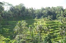 1 Day Private Ubud Tour in Ubud All Inclusive