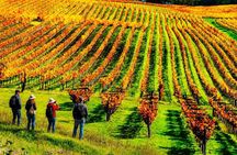 Private Wine Tasting Day Tour from Beirut