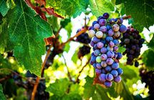 Private Wine Tasting Day Tour from Beirut