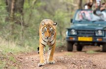 7-Day Golden Triangle Tour with Ranthambore Tiger Safari