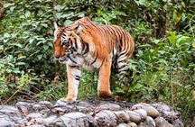 7-Day Golden Triangle Tour with Ranthambore Tiger Safari