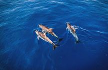 Dolphin Watching in Manilva