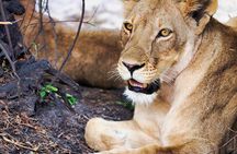 Full Day Chobe National Park Safari from Livingstone